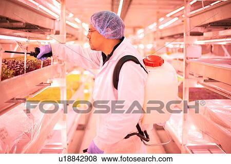 Male worker spraying shelves of micro greens in underground tunnel nursery, London, UK View Large Photo Image Stock Photo - Male worker spraying shelves of micro greens in underground tunnel nursery, London, UK. Fotosearch