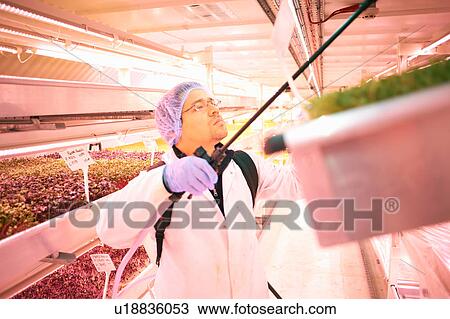 Stock Image - Male worker spraying tray of micro greens in underground tunnel nursery, London, UK. Fotosearch