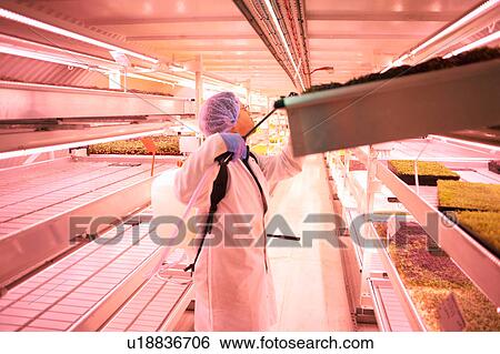 Stock Photograph - Male worker spraying tray of micro greens in underground tunnel nursery, London, UK. Fotosearch