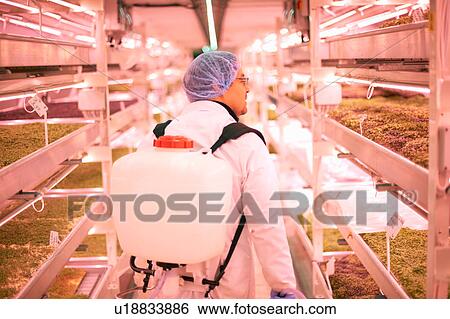 Male worker using backpack water sprayer for shelves of micro greens in underground tunnel nursery, London, UK View Large Photo Image Stock Photograph - Male worker using backpack water sprayer for shelves of micro greens in underground tunnel nursery, London, UK. Fotosearch