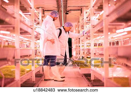 Stock Image - Male workers spraying shelves of micro greens in underground tunnel nursery, London, UK. Fotosearch