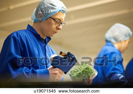 Man wearing hair net on production line using price gun View Large Photo Image Stock Photography - Man wearing hair net on production line using price gun. Fotosearch