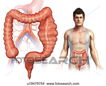 Mega colon, illustration View Large Photo Image Picture - Mega colon, illustration. Fotosearch