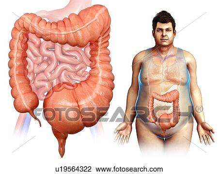 Mega colon, overweight man, illustration View Large Photo Image Stock Image - Mega colon, overweight man, illustration. Fotosearch