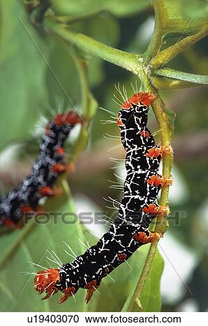 Moth on a plant stem View Large Photo Image Stock Image - Moth on a plant stem. Fotosearch