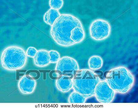 Stock Image - MRSA bacteria, artwork. Fotosearch