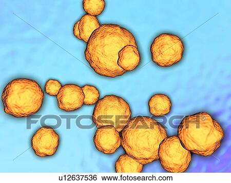 Stock Photograph - MRSA bacteria, artwork. Fotosearch