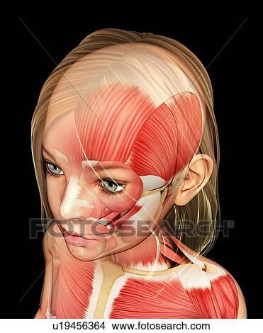 Picture - Muscles of the human head, illustration. Fotosearch