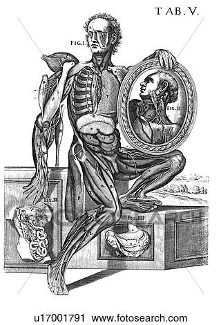 Stock Image - Musculature and nerves, artwork. Fotosearch
