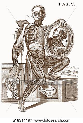 Musculature and nerves, artwork View Large Photo Image Stock Photo - Musculature and nerves, artwork. Fotosearch