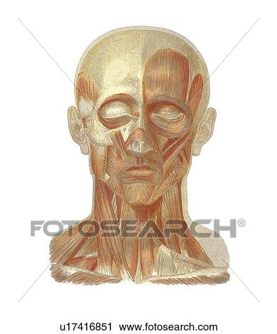Musculature of the head, artwork View Large Photo Image Stock Image - Musculature of the head, artwork. Fotosearch