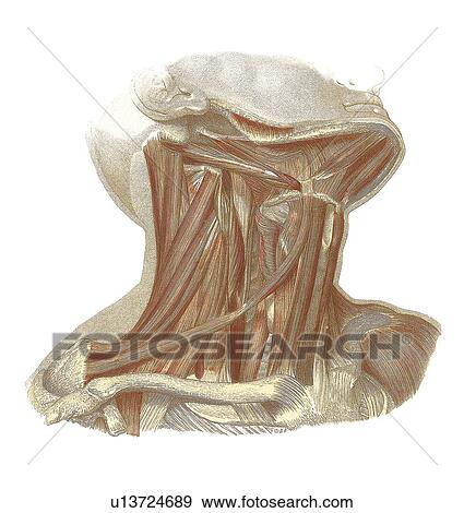 Musculature of the neck, artwork View Large Photo Image Stock Photo - Musculature of the neck, artwork. Fotosearch