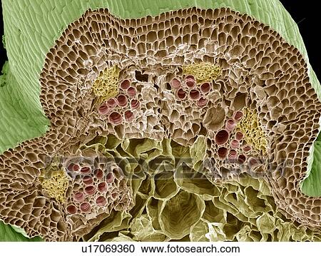 Nasturtium stem, SEM View Large Photo Image Stock Image - Nasturtium stem, SEM. Fotosearch