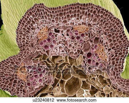 Stock Image - Nasturtium stem, SEM. Fotosearch