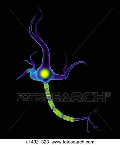 Stock Image - Nerve cell, artwork. Fotosearch