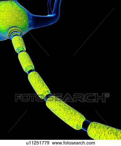 Stock Photo - Nerve cell, artwork. Fotosearch