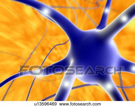 Stock Photo - Nerve cell, artwork. Fotosearch