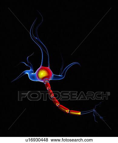 Nerve cell, artwork View Large Photo Image Stock Photo - Nerve cell, artwork. Fotosearch