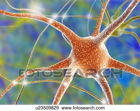 Stock Photo - Nerve cell, computer artwork. Fotosearch
