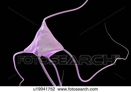 Stock Image - Nerve cell, illustration. Fotosearch