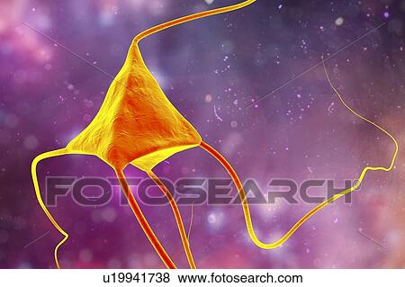Stock Photo - Nerve cell, illustration. Fotosearch