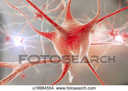 Picture - Nerve cells, illustration. Fotosearch