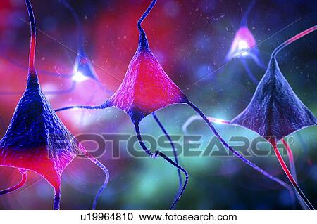 Nerve cells, illustration View Large Photo Image Stock Image - Nerve cells, illustration. Fotosearch
