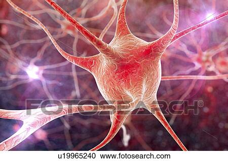Stock Image - Nerve cells, illustration. Fotosearch