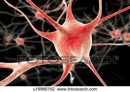 Nerve cells, illustration View Large Photo Image Stock Image - Nerve cells, illustration. Fotosearch
