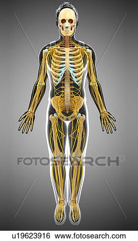 Stock Photograph - Nervous and skeletal system, illustration. Fotosearch