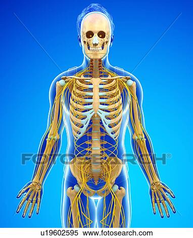 Stock Photography - Nervous and skeletal system, illustration. Fotosearch