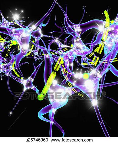 Neural network, artwork View Large Photo Image Stock Image - Neural network, artwork. Fotosearch