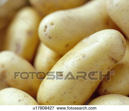 Stock Photo - New potatoes. Fotosearch