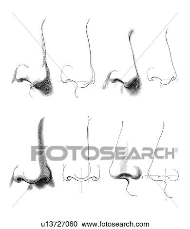 Stock Image - Noses, artwork. Fotosearch
