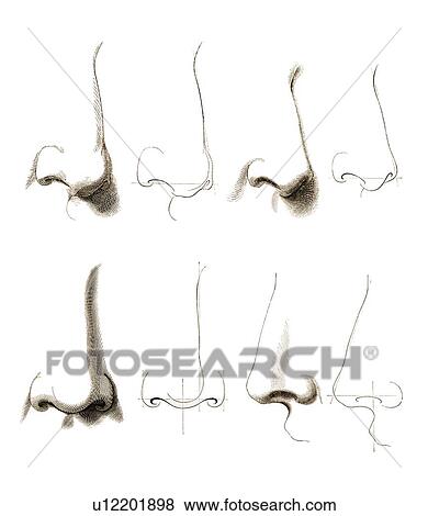 Stock Photo - Noses, artwork. Fotosearch