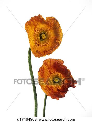 Orange poppy flowers (Papaver sp. ) View Large Photo Image Stock Image - Orange poppy flowers (Papaver sp. ). Fotosearch