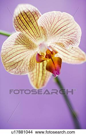 Orchid flower View Large Photo Image Picture - Orchid flower. Fotosearch