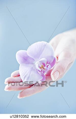Orchid flower View Large Photo Image Stock Image - Orchid flower. Fotosearch