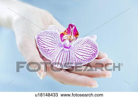 Stock Image - Orchid flower. Fotosearch