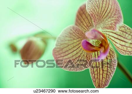 Stock Image - Orchid flower. Fotosearch