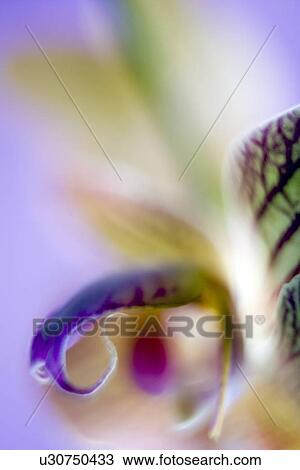 Stock Image - Orchid flower. Fotosearch