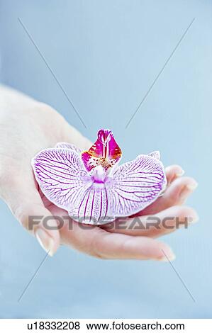 Stock Photo - Orchid flower. Fotosearch