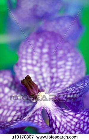 Stock Photo - Orchid flower. Fotosearch