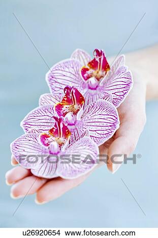 Picture - Orchid flowers. Fotosearch