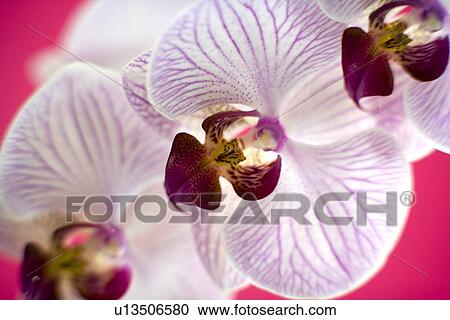 Orchid flowers View Large Photo Image Stock Image - Orchid flowers. Fotosearch