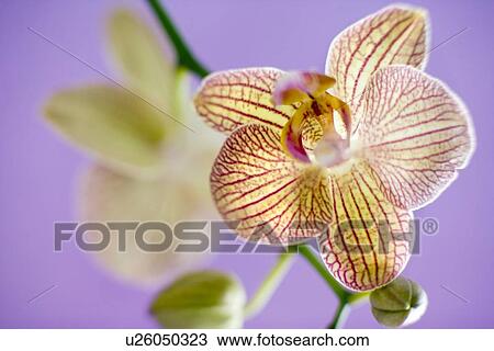 Stock Image - Orchid flowers. Fotosearch