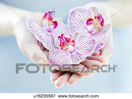 Orchid flowers View Large Photo Image Stock Photo - Orchid flowers. Fotosearch