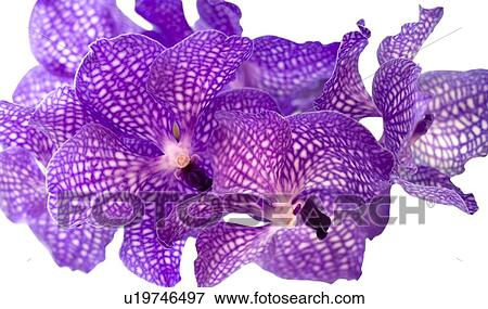 Stock Photo - Orchid flowers. Fotosearch