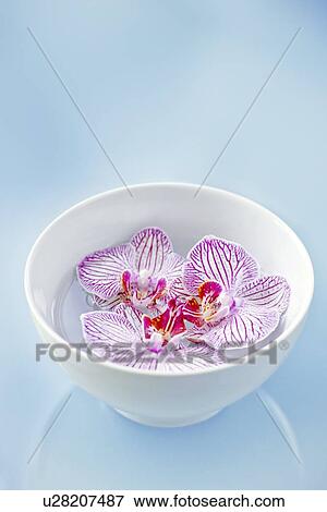 Orchid flowers View Large Photo Image Stock Photo - Orchid flowers. Fotosearch