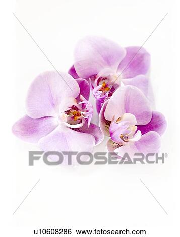 Stock Photograph - Orchid flowers. Fotosearch